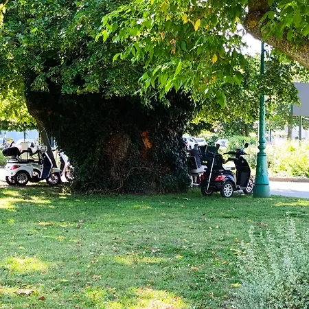 L'arbre Rose De * Bergheim