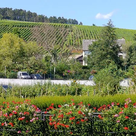Appartement L'arbre Rose De