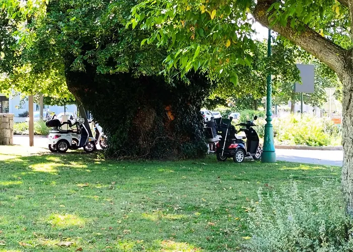 L'arbre Rose De * Bergheim