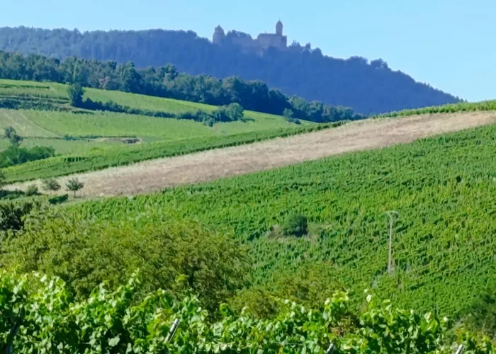 L'arbre Rose De